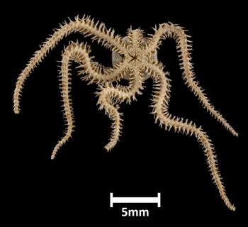 Media type: image;   Invertebrate Zoology OPH-3758 Description: Bottom of brittle star with mouth visible.;  Aspect: ventral